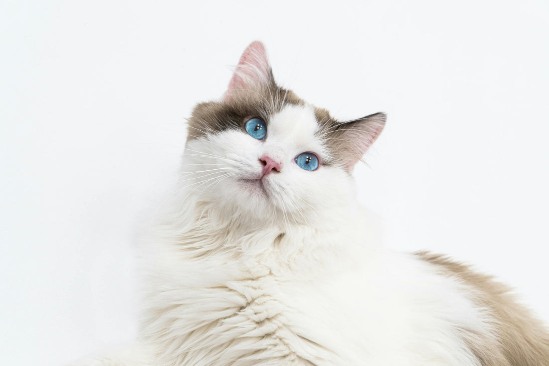Cats The Quintessential Companions